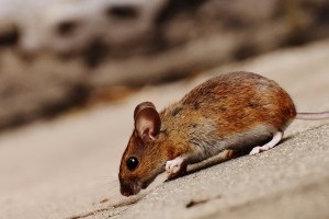 Mice Exterminator, Pest Control in Northwood, Moor Park, HA6. Call Now 020 8166 9746