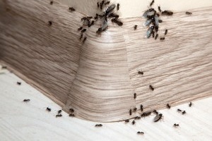 Ant Control, Pest Control in Northwood, Moor Park, HA6. Call Now 020 8166 9746