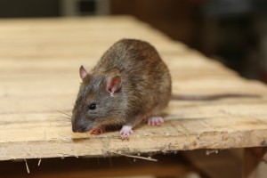 Rodent Control, Pest Control in Northwood, Moor Park, HA6. Call Now 020 8166 9746